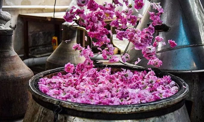 بهترین زمان برای گرفتن گلاب در کاشان / بوی بهار در کاشان
