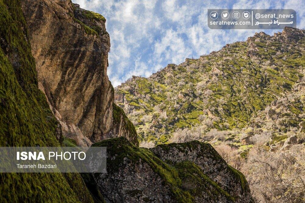 عکس های شگفت انگیز از مخمل کوهی در منطقه زاگرس