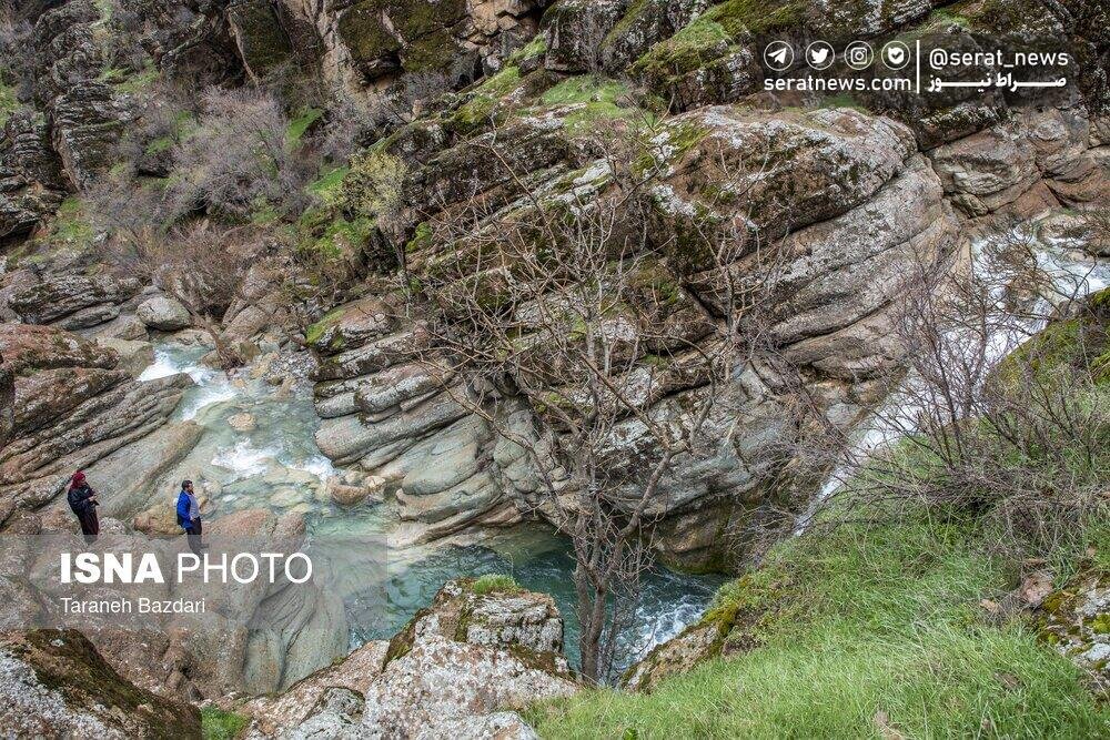 عکس های شگفت انگیز از مخمل کوهی در منطقه زاگرس