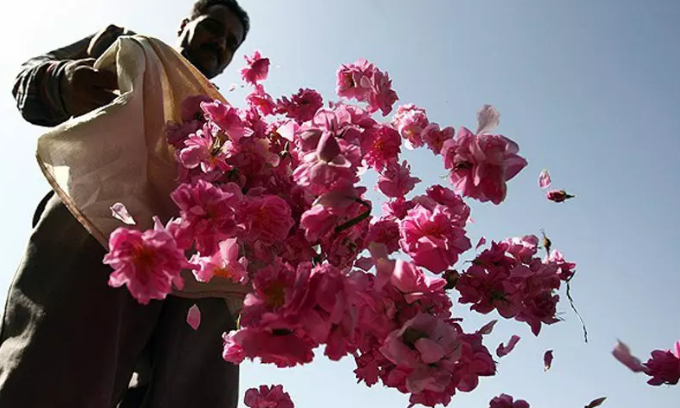 بهترین زمان برای گرفتن گلاب در کاشان / بوی بهار در کاشان