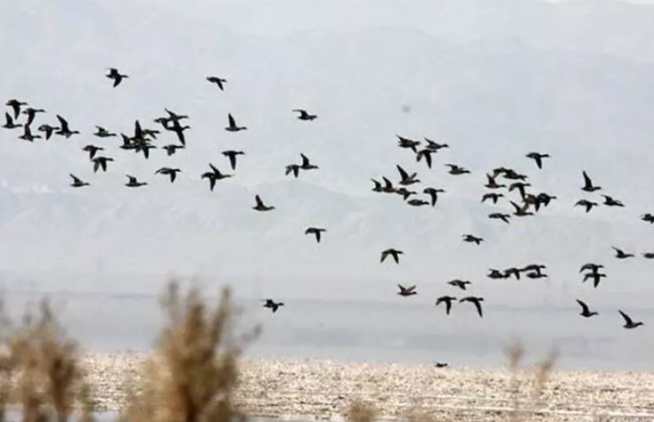 Не пропускайте да посетите Kaji Namakzar Nahbandan Wetland