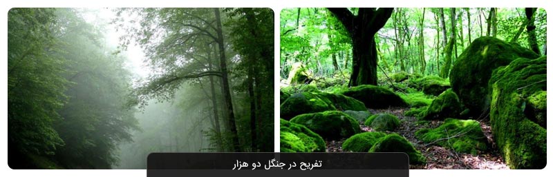 جنگل دو هزار تنکابن;  جذاب ترین جنگل مازندران