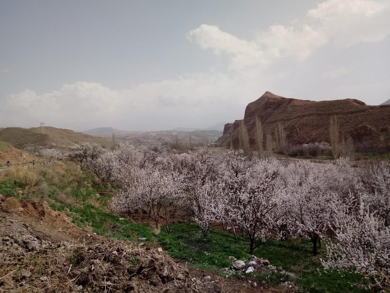 دشت ماهار زنوز;  جاذبه ای چشم نواز در آذربایجان شرقی