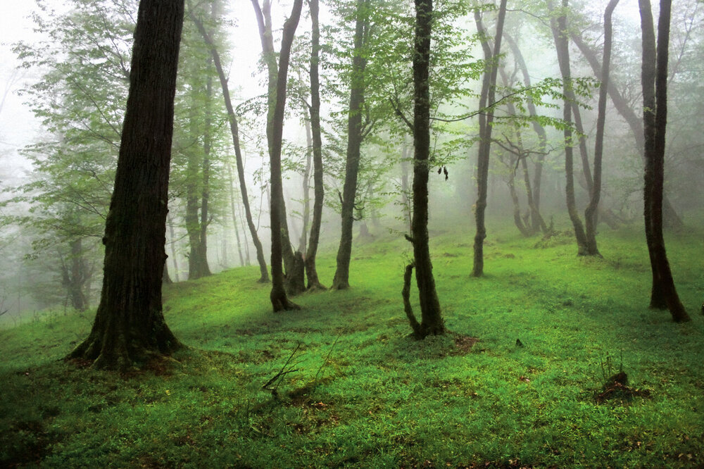 2000 و 3000 تبار از زیباترین و بکرترین جنگل های مازندران به شمار می روند.