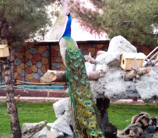 باغ پرندگان؛  جاذبه ای رنگارنگ در مشهد