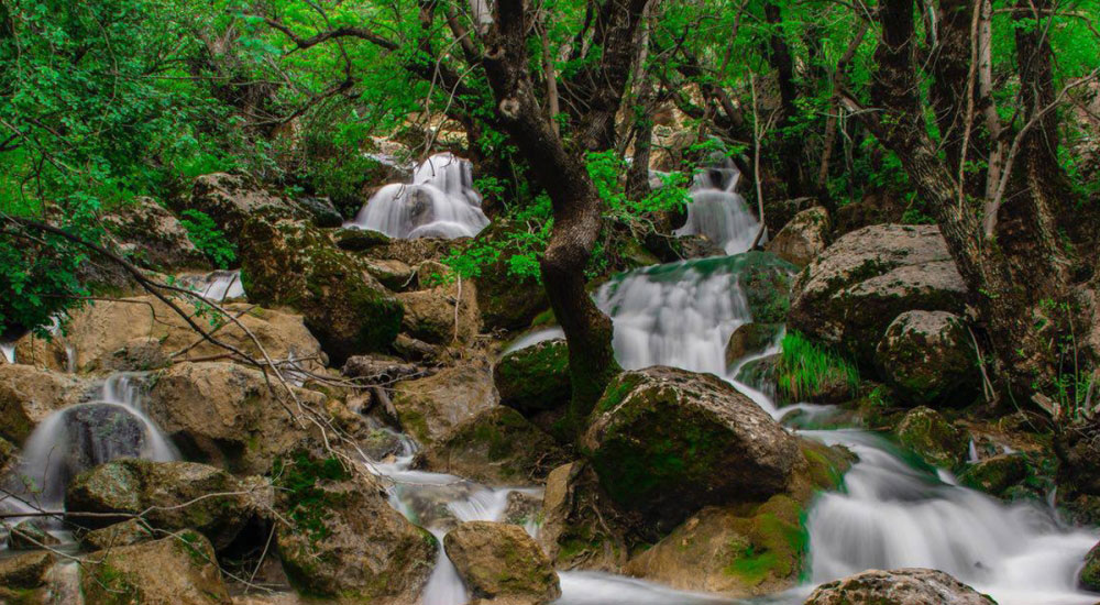 جنگلی غیرعادی در لرستان