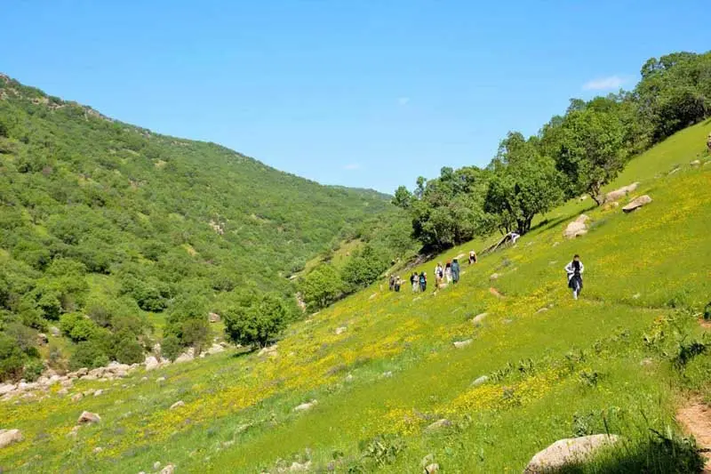 جنگلی غیرعادی در لرستان