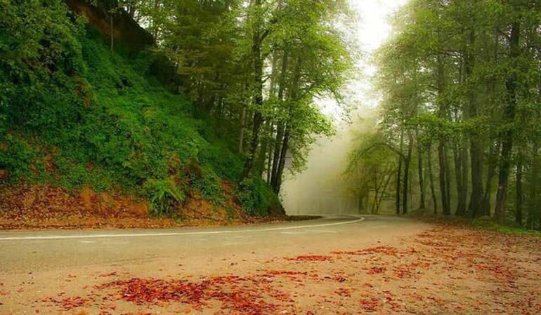 جنگل دالخالی;  جاذبه ای هیجان انگیز در مازندران
