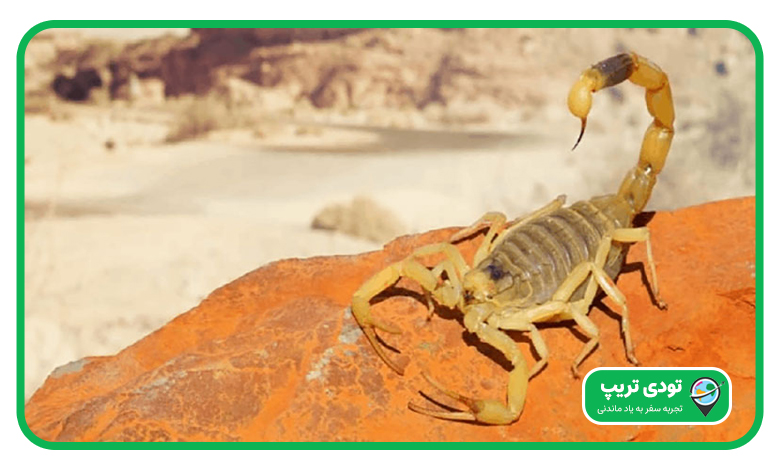 خطر مواجه شدن با حیوانات کویر ورزنه