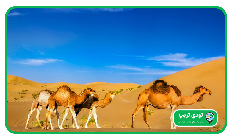 کویر ورزنه در بهار و تابستان